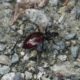 Carabid beetle