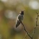 Anna’s hummingbird