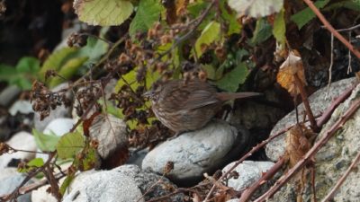 Song sparrow