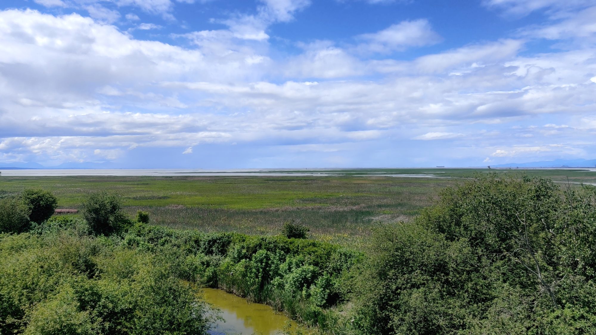 Reifel Sanctuary view