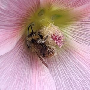 Pollen-covered bumblebee