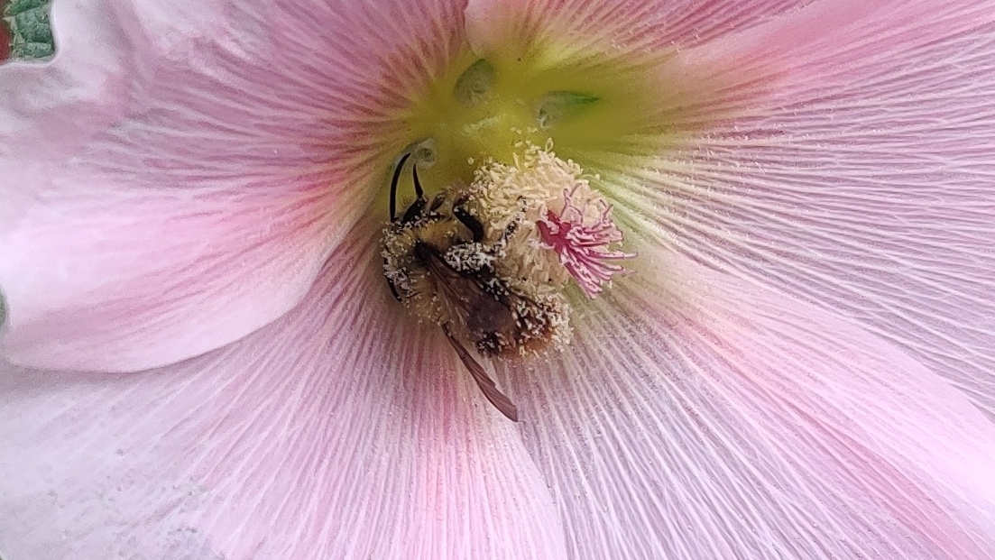 Pollen-covered bumblebee
