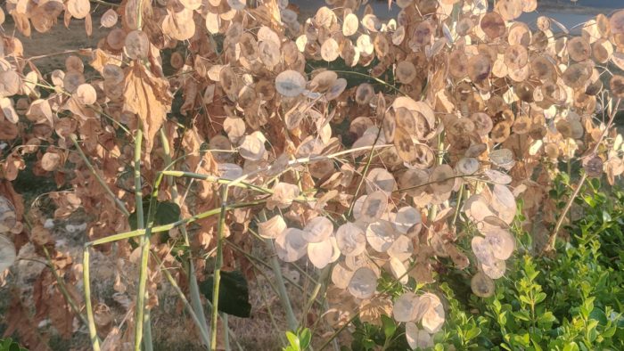 Dry leaves