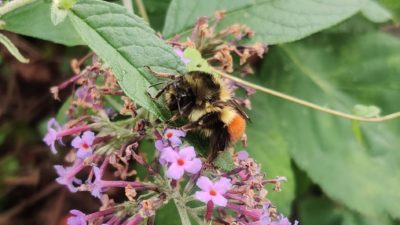 Bumblebee