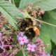 Bumblebee with orange butt