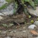 Golden-crowned sparrow