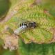 Hoverfly
