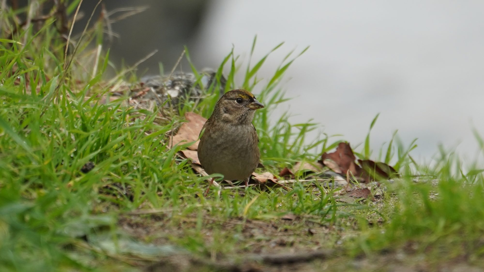 golden-crowned sparrow