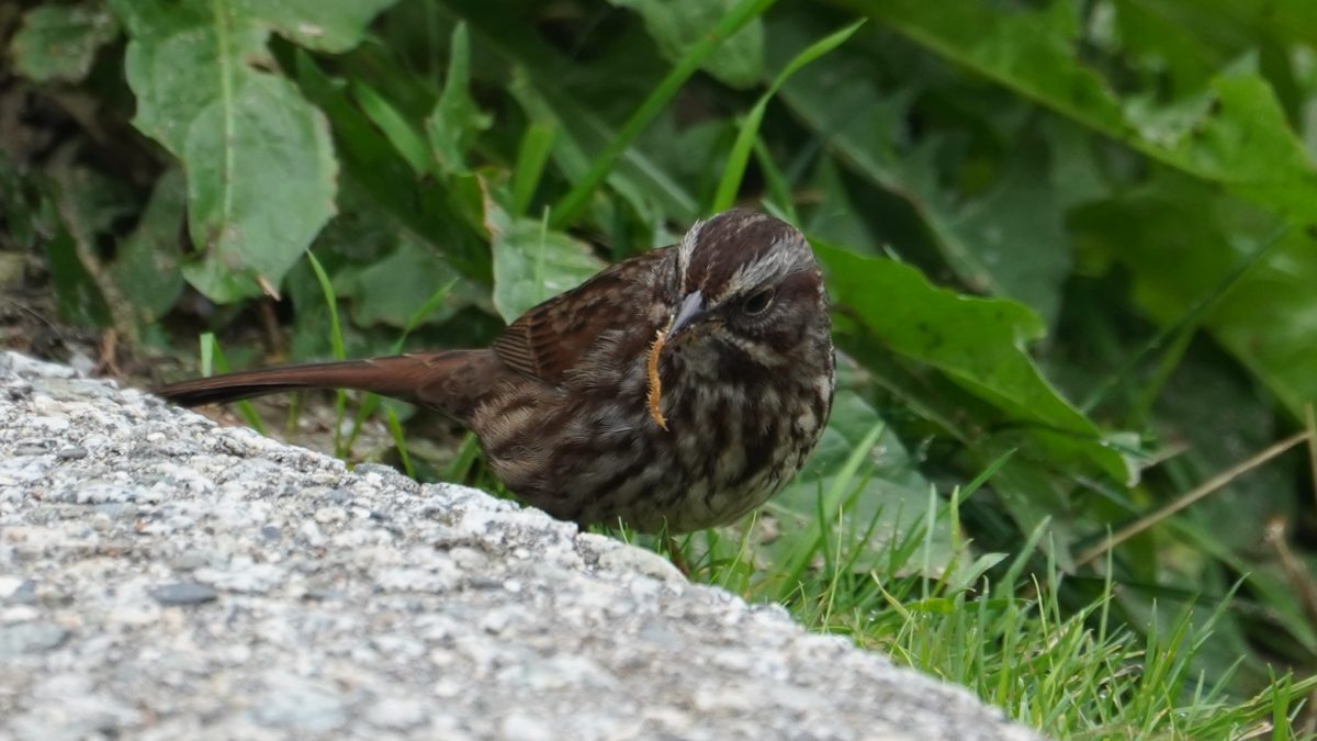 song sparrow eating