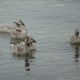 A quintet of snow geese