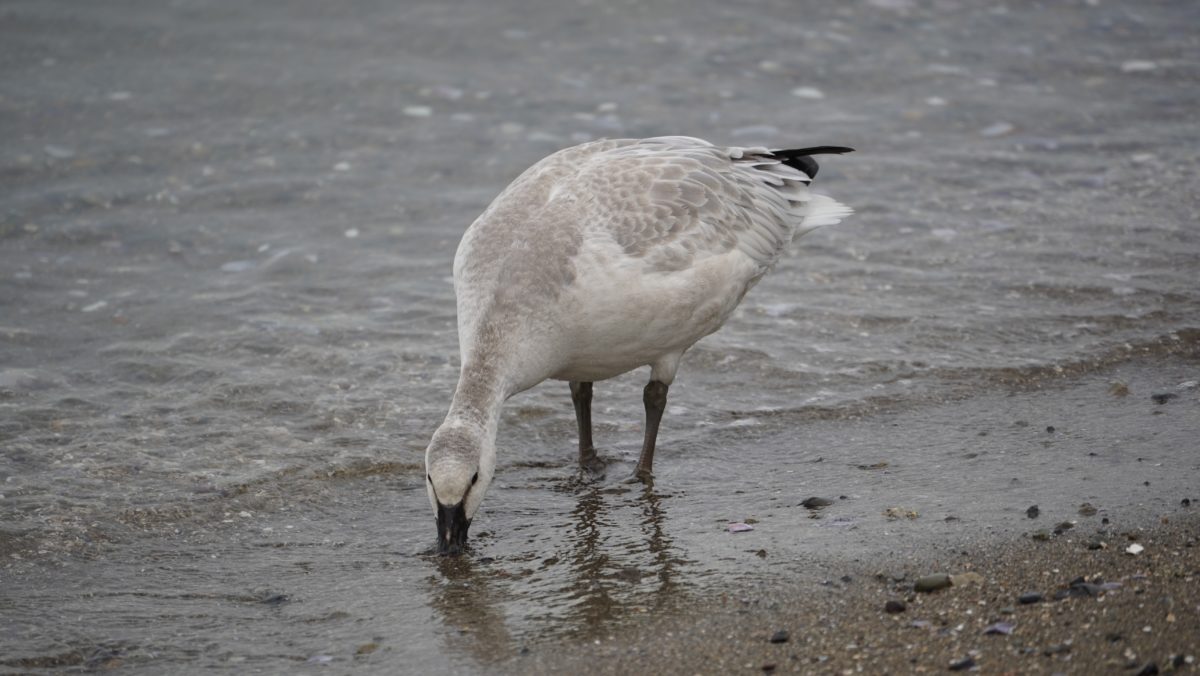 snow goose on the beach
