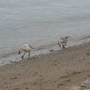 snow geese walking on the beach