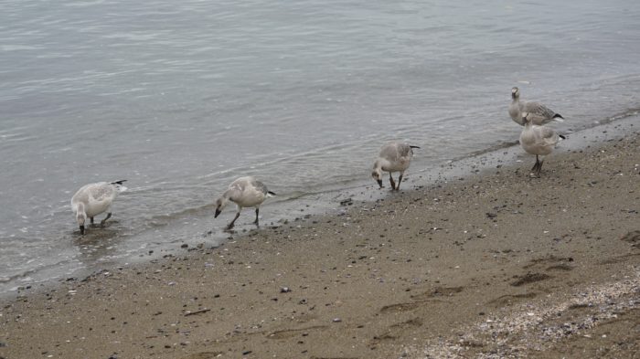 snow geese walking on the beach