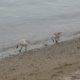Walking on the beach