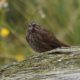 Song sparrow on a log