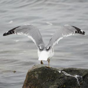 seagull taking off