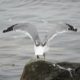 One small step for a gull, one giant flap for gullkind