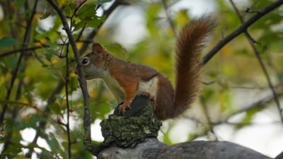 red squirrel