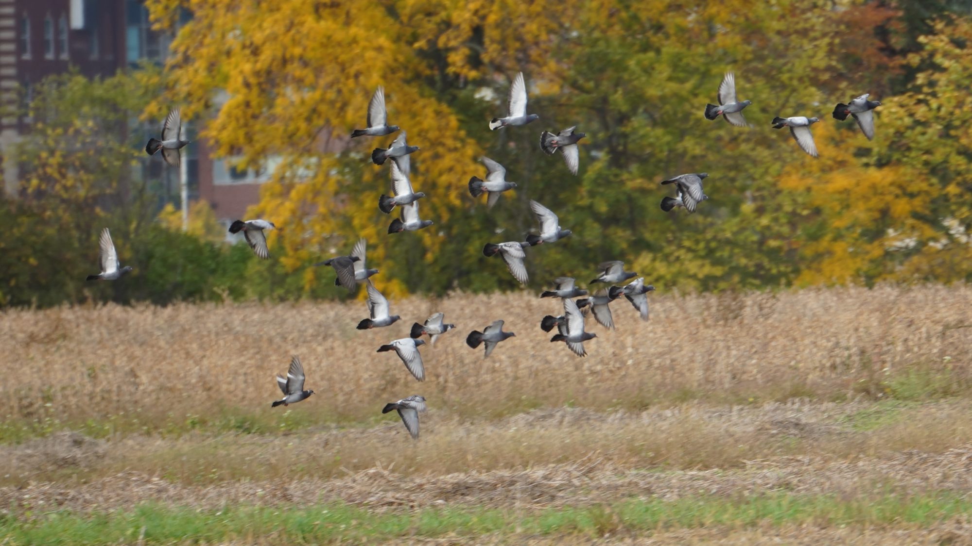 Pigeons flying