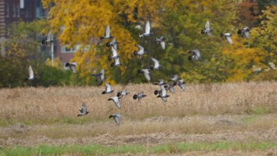 Pigeons flying