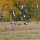 Pigeons flying over a field