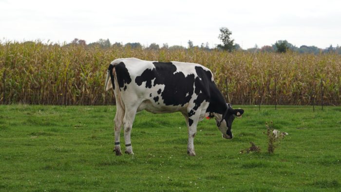 Cow