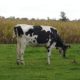 Moooo