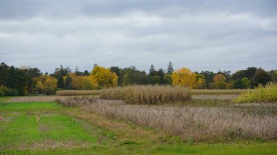 Central Experimental Farm