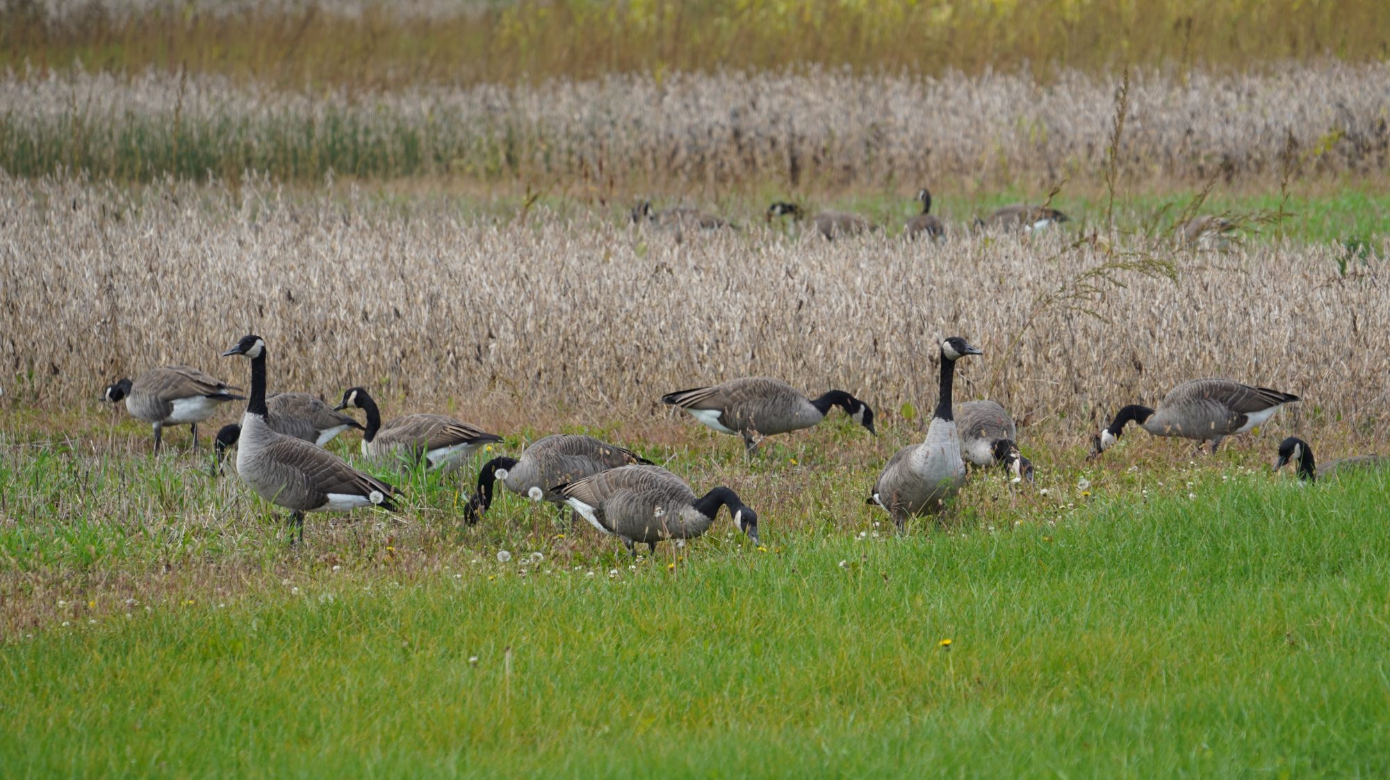 Canada geese