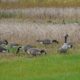 Canada geese
