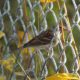 Chipping sparrow on a fence