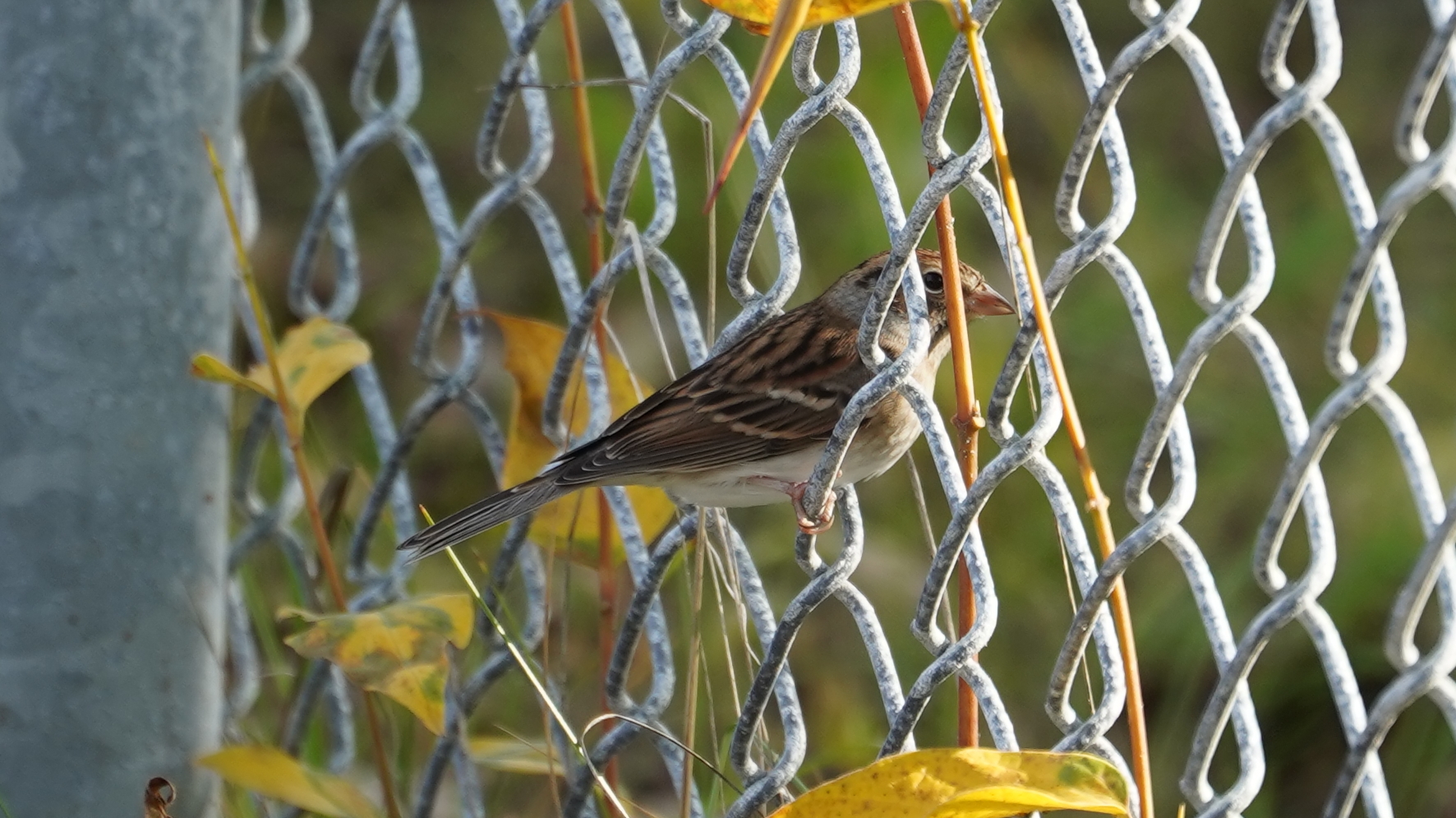 Chipping sparrow