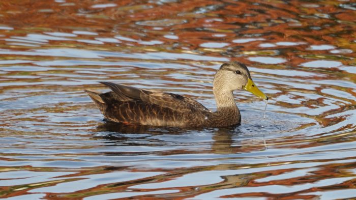 Female mallard