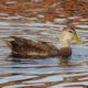 Mallard profile
