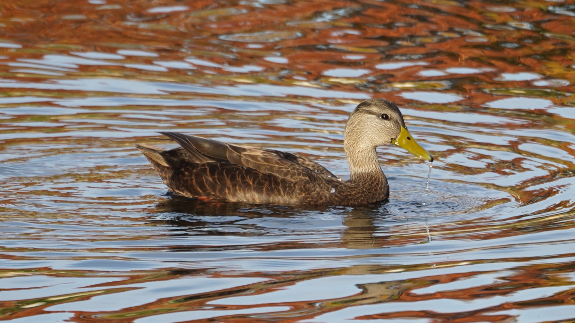 Female mallard
