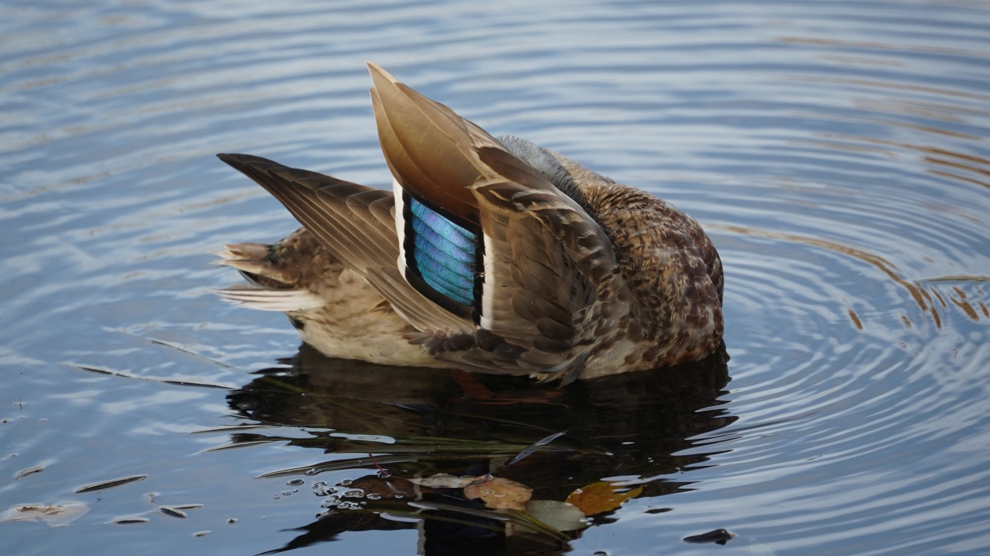 Mallard preening