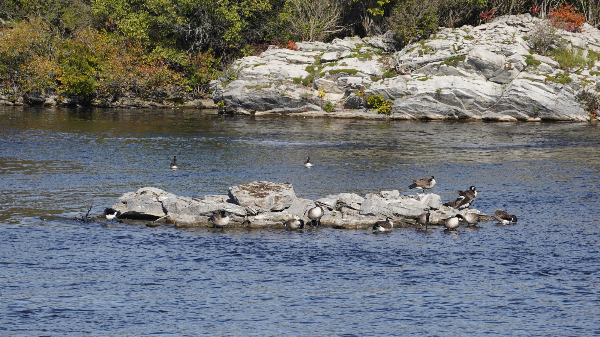 A meeting of geese