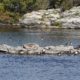 Meeting of geese