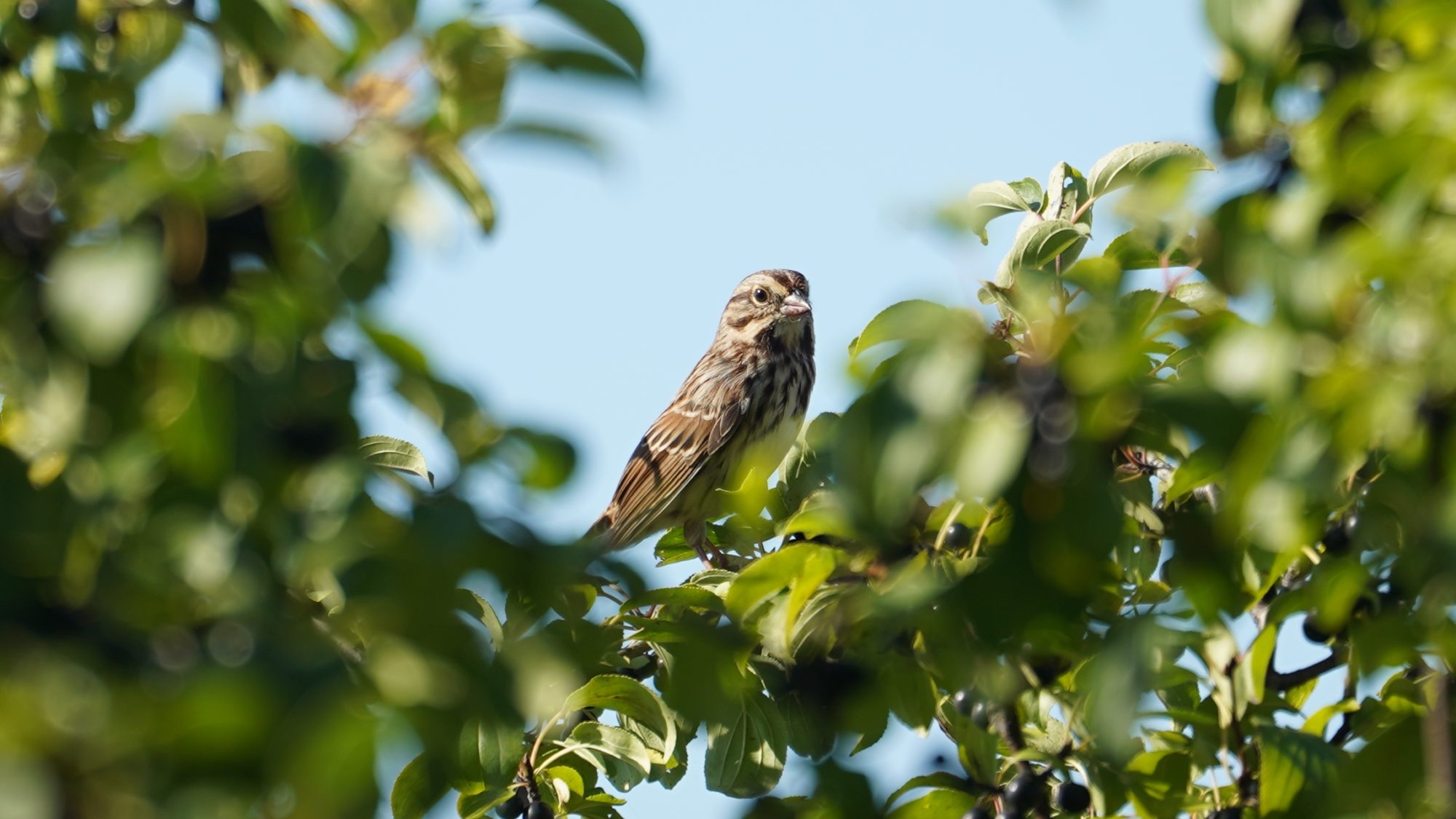 Song sparrow