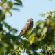 Song sparrow