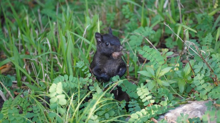 Black squirrel