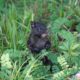 Black squirrel with its mouth full