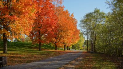 Fiery foliage