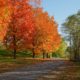 Fiery foliage