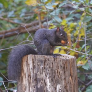 Black squirrel