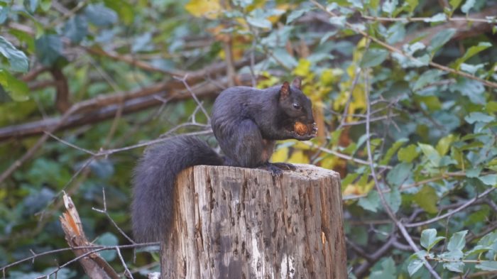 Black squirrel