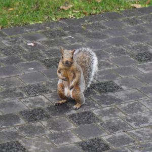 Belligerent squirrel