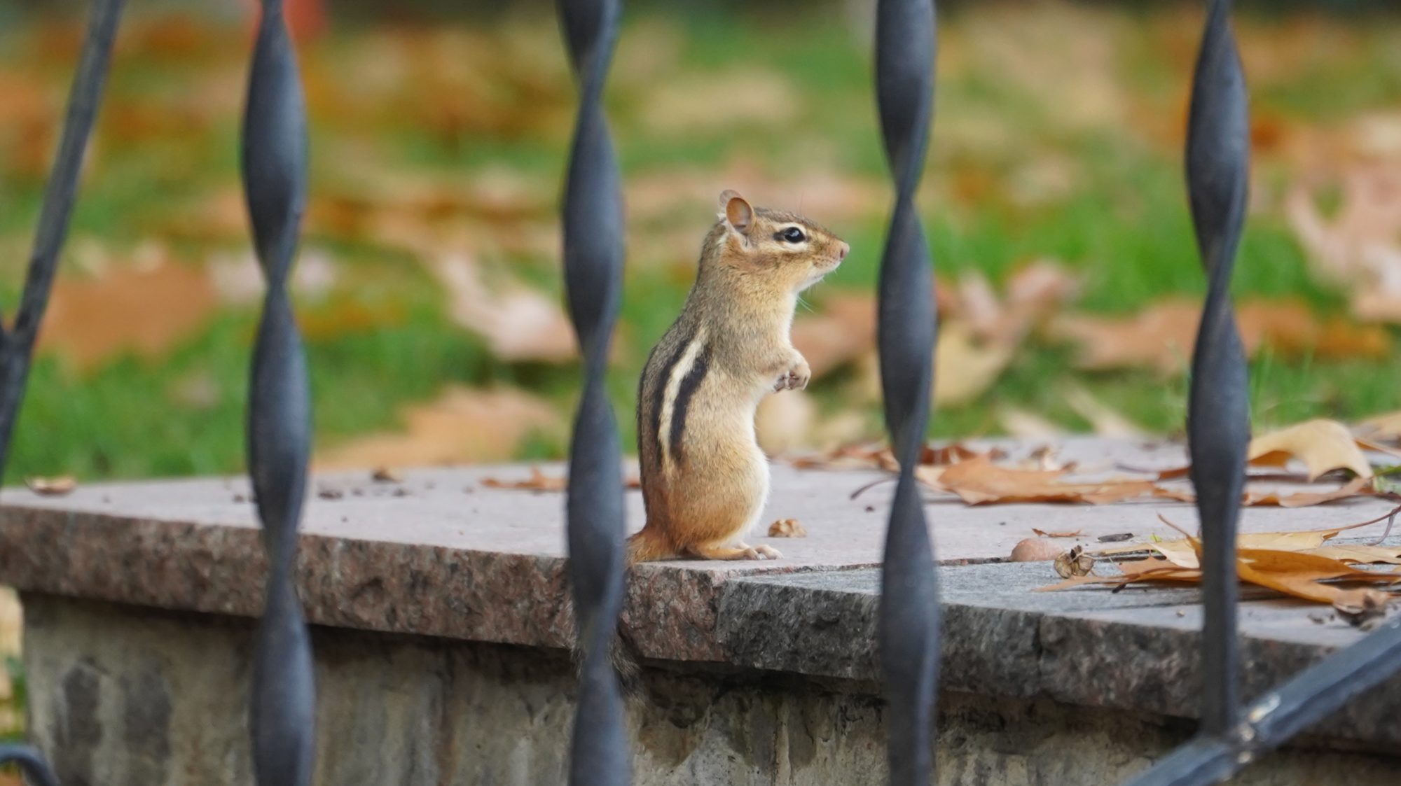 Chipmunk