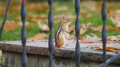 Chipmunk