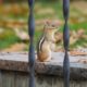 Framed chipmunk